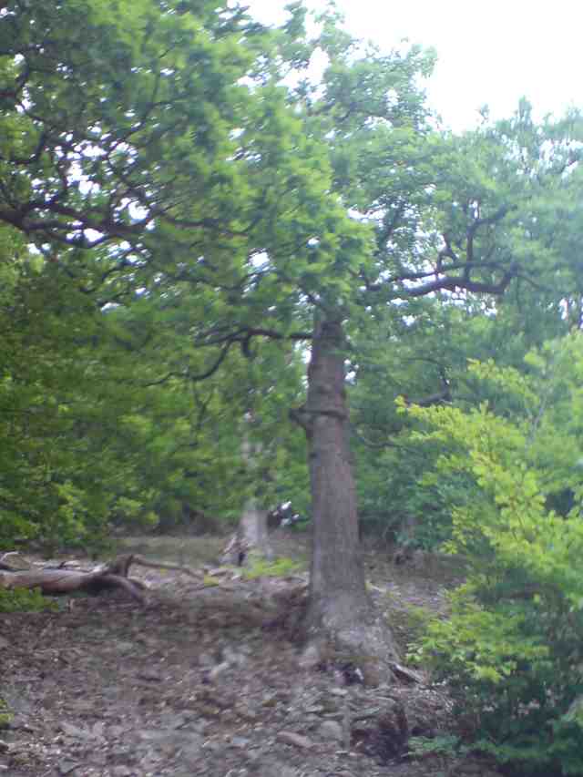 Alte Bäume an steilen Hängen